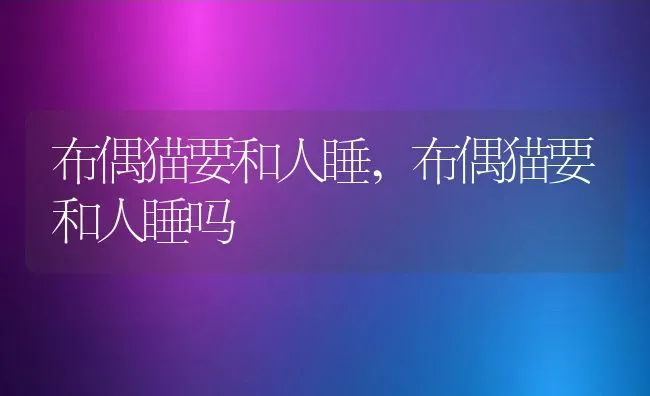 布偶猫要和人睡,布偶猫要和人睡吗 | 养殖资料