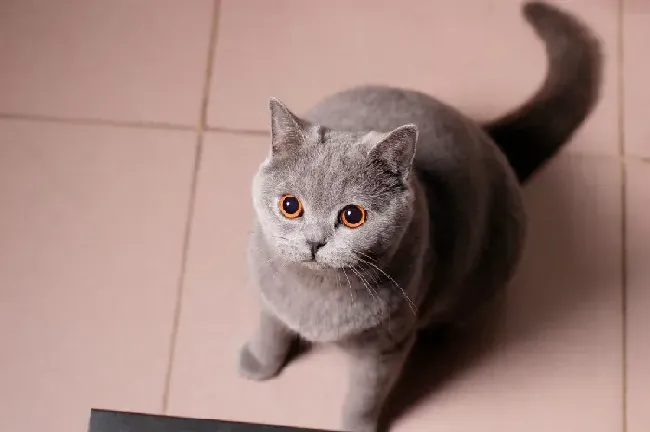 养英短猫十大禁忌,养英短注意事项？