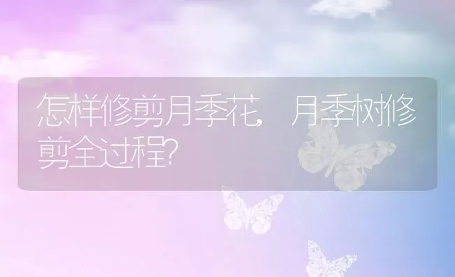 怎样修剪月季花,月季树修剪全过程？ | 养殖科普