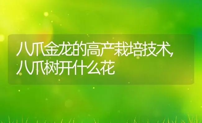 白玫瑰花语是什么意思,白色玫瑰花语和寓意？ | 养殖学堂