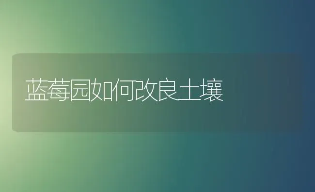 蓝莓园如何改良土壤 | 养殖知识