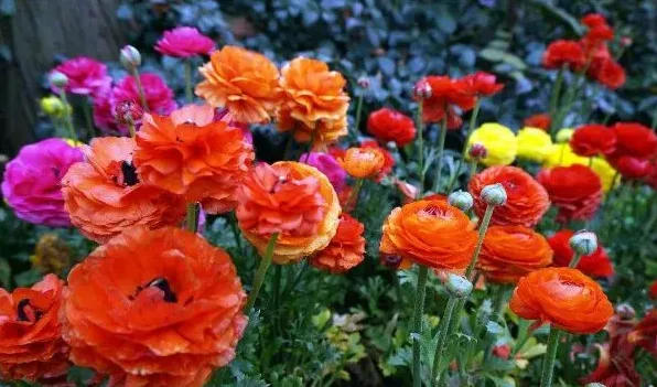 花毛茛种球怎么保存 | 三农知识