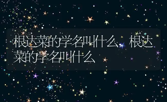 根达菜的学名叫什么,根达菜的学名叫什么 | 养殖科普