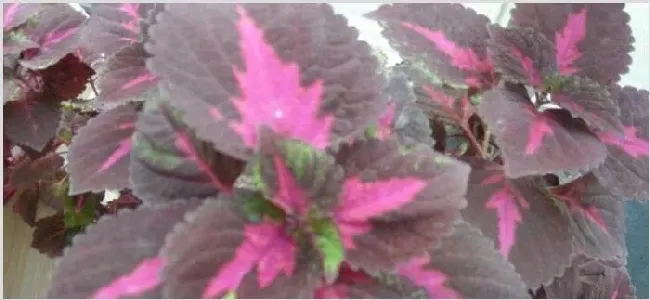 老来俏花有毒吗 | 三农知识