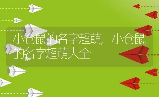 小仓鼠的名字超萌,小仓鼠的名字超萌大全 | 养殖科普