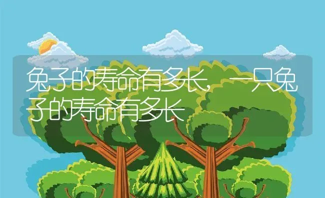 兔子的寿命有多长,一只兔子的寿命有多长 | 养殖科普