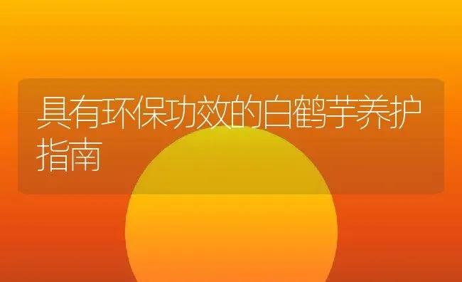 具有环保功效的白鹤芋养护指南 | 养殖学堂