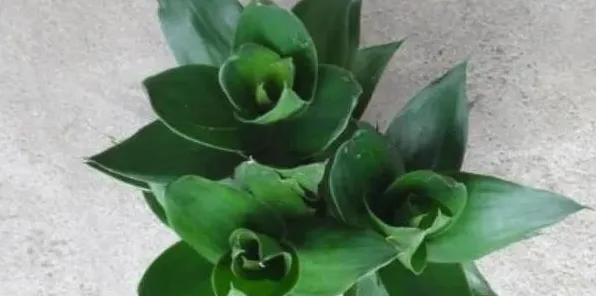 荷花竹会开花吗 | 妙招大全