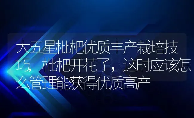 大五星枇杷优质丰产栽培技巧,枇杷开花了，这时应该怎么管理能获得优质高产 | 养殖学堂