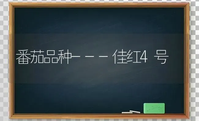 番茄品种---佳红4号 | 养殖知识