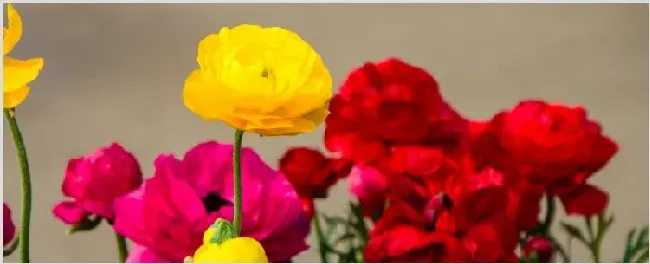 花毛茛种球怎么保存 | 三农知识