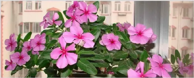 四季梅花一年开几次花 | 实用知识