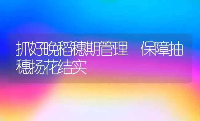 抓好晚稻穗期管理 保障抽穗扬花结实 | 养殖知识