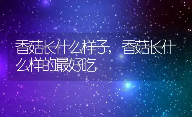 香菇长什么样子,香菇长什么样的最好吃 | 养殖学堂