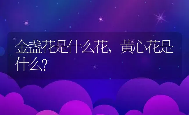 金盏花是什么花,黄心花是什么？ | 养殖科普