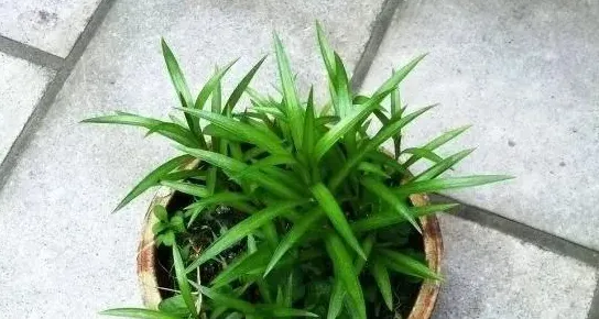 茶叶除甲醛有效果吗,茶叶除甲醛最有效方法？
