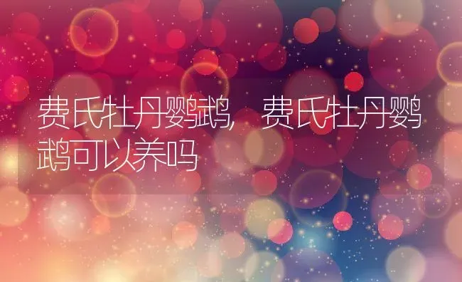 费氏牡丹鹦鹉,费氏牡丹鹦鹉可以养吗 | 养殖科普