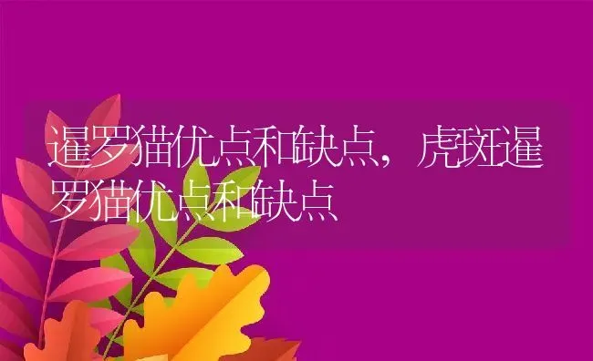 暹罗猫优点和缺点,虎斑暹罗猫优点和缺点 | 养殖科普