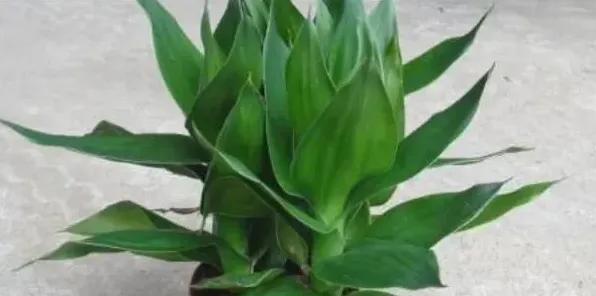 荷花竹会开花吗 | 妙招大全