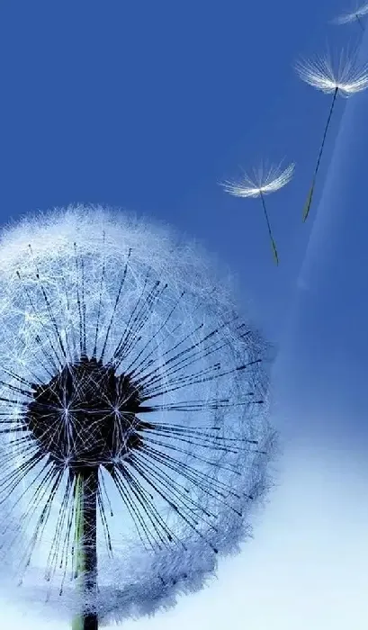 环球荷鼎为什么难养,兰花四个字的是什么兰花？