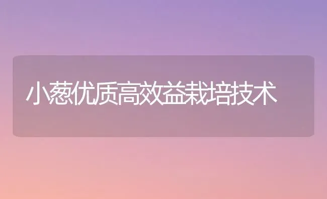 小葱优质高效益栽培技术 | 养殖知识