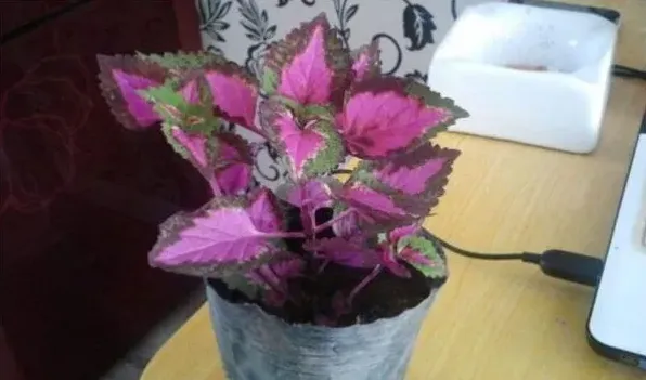 老来俏花有毒吗 | 三农知识