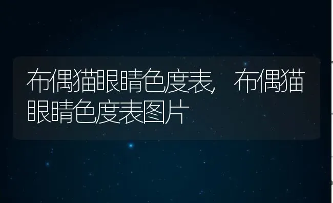 布偶猫眼睛色度表,布偶猫眼睛色度表图片 | 养殖科普