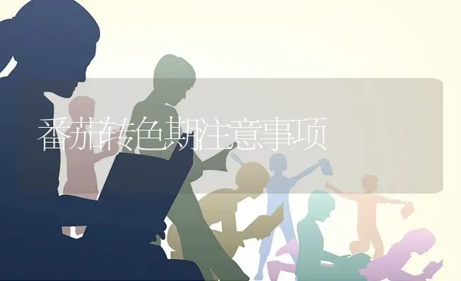 番茄转色期注意事项 | 养殖技术大全