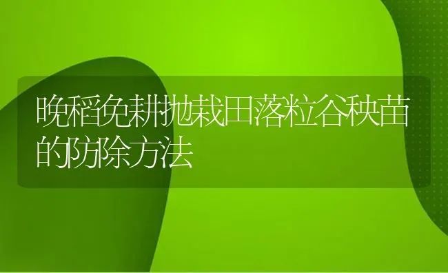 晚稻免耕抛栽田落粒谷秧苗的防除方法 | 养殖技术大全