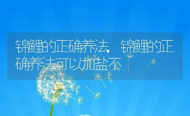 锦鲤的正确养法,锦鲤的正确养法可以加盐不 | 养殖资料