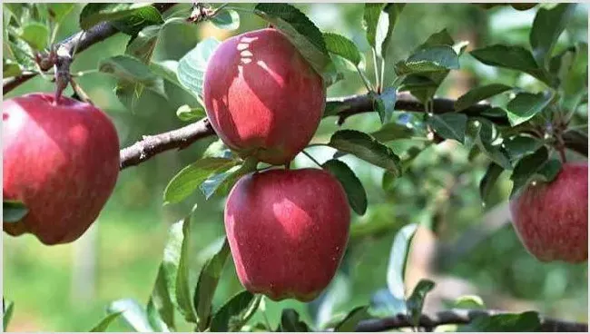 苹果树中后期管理要点 | 生活常识