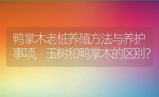 鸭掌木老桩养殖方法与养护事项,玉树和鸭掌木的区别？ | 养殖科普