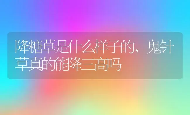 降糖草是什么样子的,鬼针草真的能降三高吗 | 养殖学堂