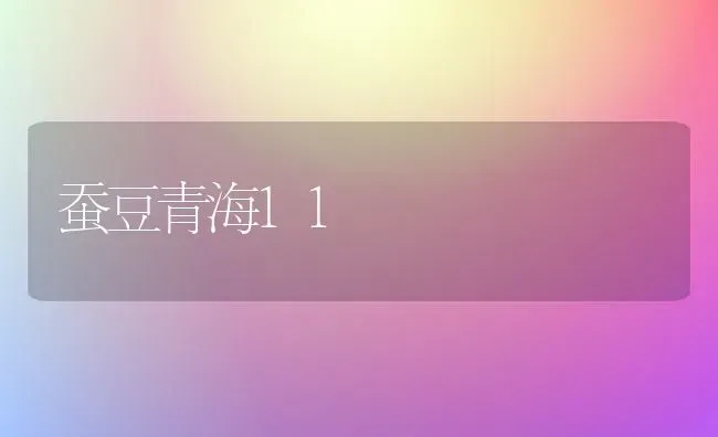 蚕豆青海11 | 养殖技术大全