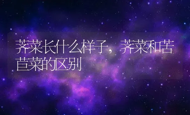 荠菜长什么样子,荠菜和苦苣菜的区别 | 养殖学堂
