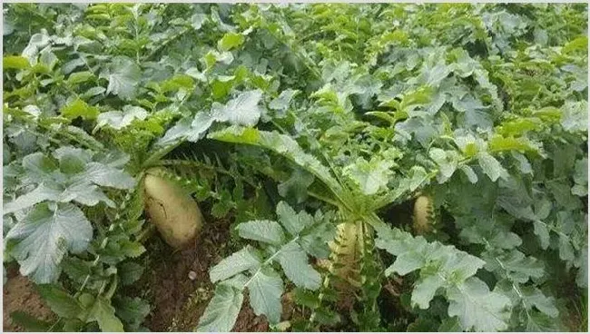 秋萝卜种植技术技巧 | 三农知识