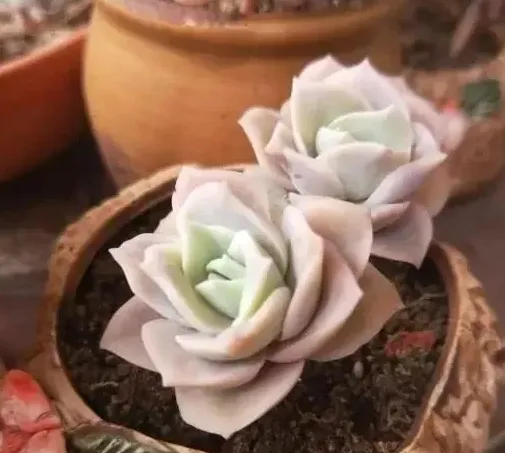 可爱玫瑰多肉好养吗,可爱玫瑰和柠檬玫瑰区别？