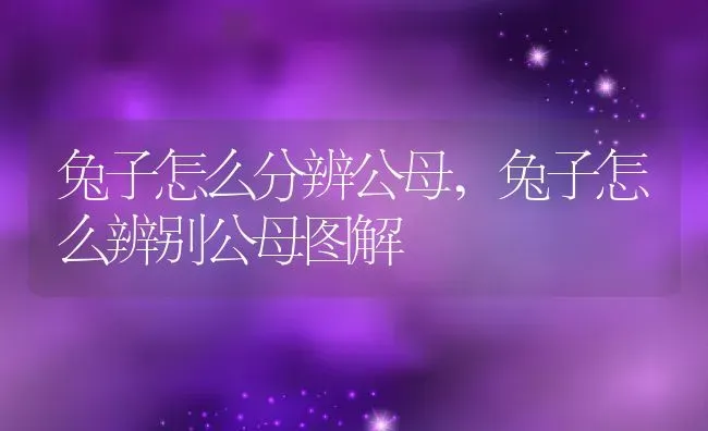 兔子怎么分辨公母,兔子怎么辨别公母图解 | 养殖资料