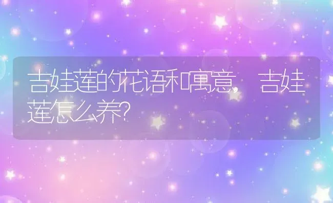 吉娃莲的花语和寓意,吉娃莲怎么养？ | 养殖科普