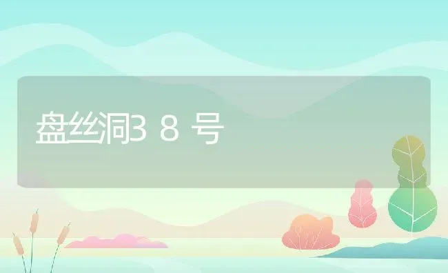 盘丝洞38号 | 养殖科普