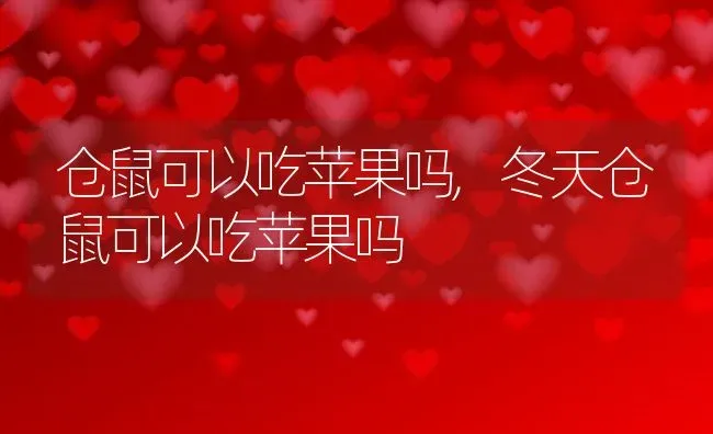 仓鼠可以吃苹果吗,冬天仓鼠可以吃苹果吗 | 养殖科普