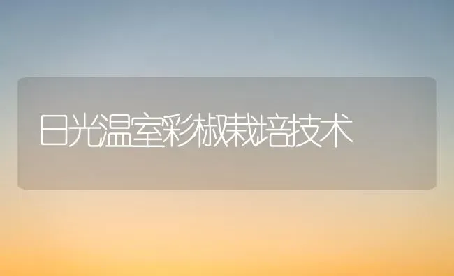 日光温室彩椒栽培技术 | 养殖知识