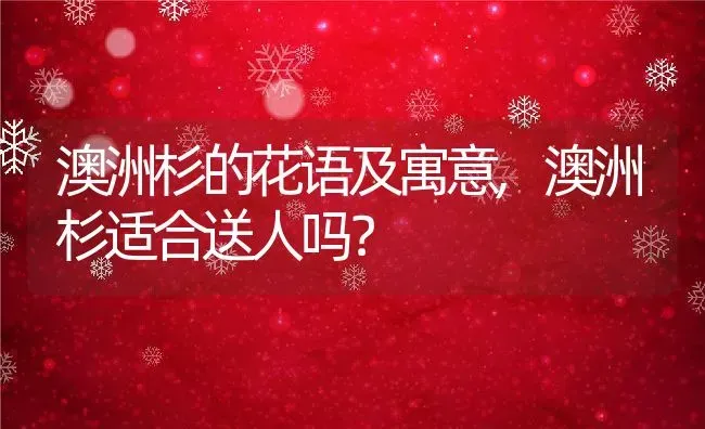 澳洲杉的花语及寓意,澳洲杉适合送人吗？ | 养殖科普