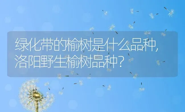 绿化带的榆树是什么品种,洛阳野生榆树品种？ | 养殖科普