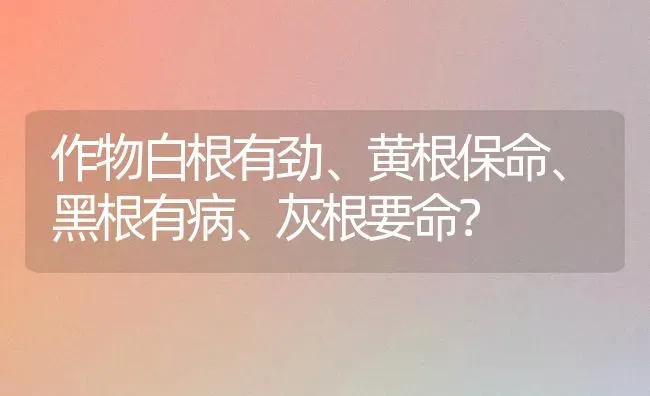 作物白根有劲、黄根保命、黑根有病、灰根要命? | 养殖技术大全