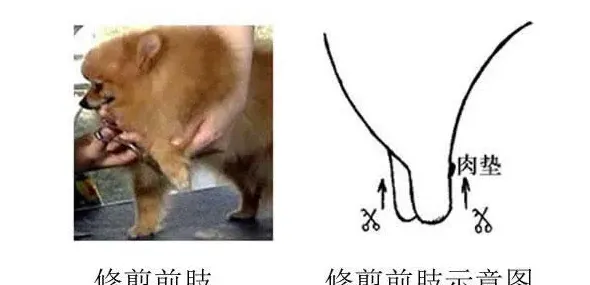 博美可以剪的10大造型,博美和泰迪都能剪的造型？