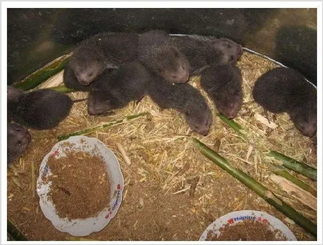 如何在冬天调节竹鼠精饲料结构 | 生活妙招