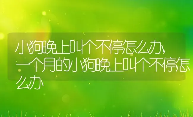 小狗晚上叫个不停怎么办,一个月的小狗晚上叫个不停怎么办 | 养殖资料