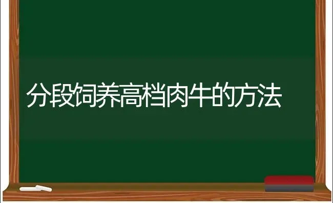 分段饲养高档肉牛的方法 | 养殖知识