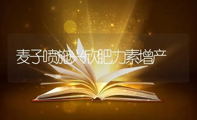 麦子喷施兴欣肥力素增产 | 养殖知识